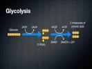 Cellular Respiration - Energy in a Cell