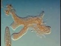 phagocytose 1